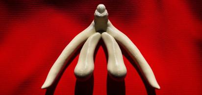 Fotos eines Klitorismodells