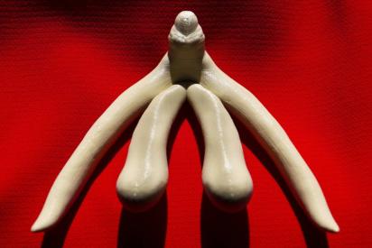 Fotos eines Klitorismodells